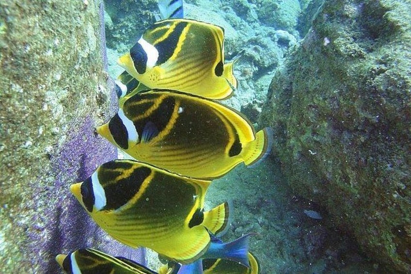 Racoon Butterfly fish 2