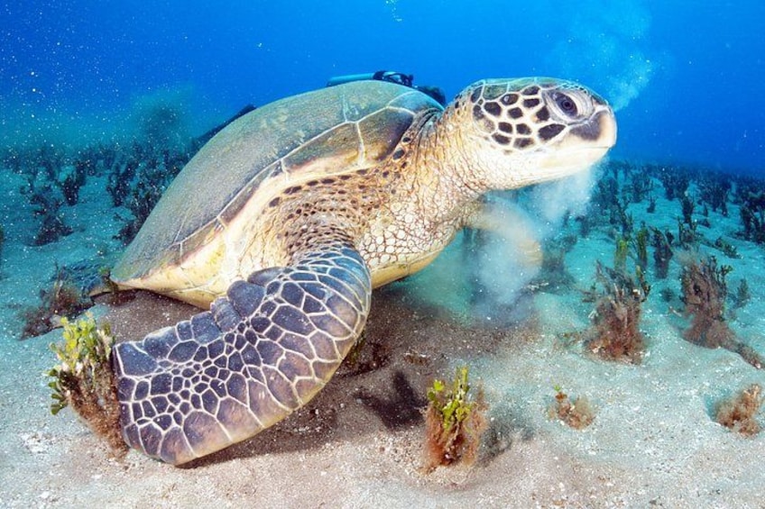 A Honu Experience 3