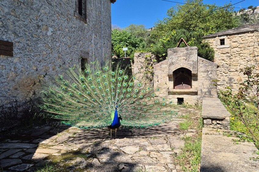 Half-Day Cretan Countryside Tour with Picnic (Cruise Friendly) 5