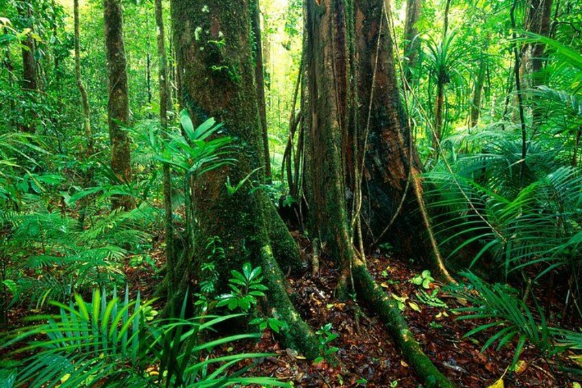Explore the ancient Daintree Rainforest with Tony's Tropical Tours 2