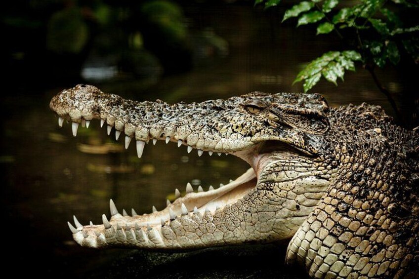 Estuarine Crocodile displaying his glorious teeth 2