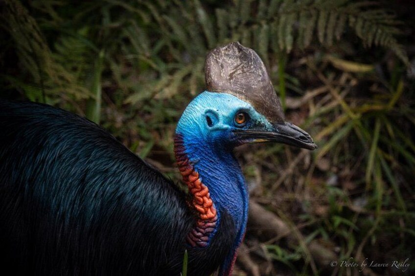 Our guest Lauren captured this amazing Cassowary photo 2