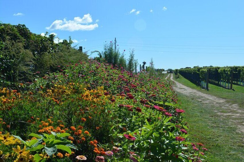 Private Guided Wine Country Bike Tour in Mattituck