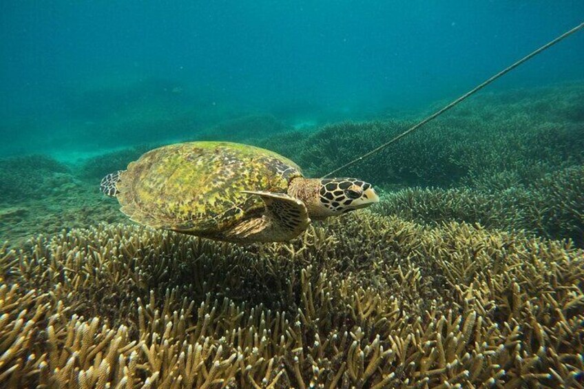 Half-Day Guided Island Hopping Tour with Snorkeling