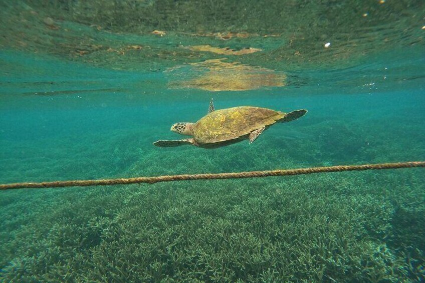 Half-Day Guided Island Hopping Tour with Snorkeling