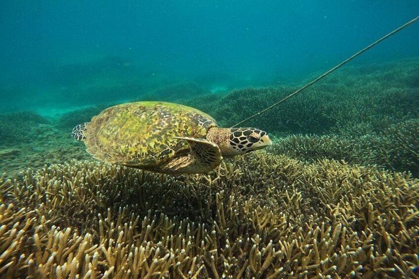 Una tortuga marina nadando cerca de un arrecife de coral. 5