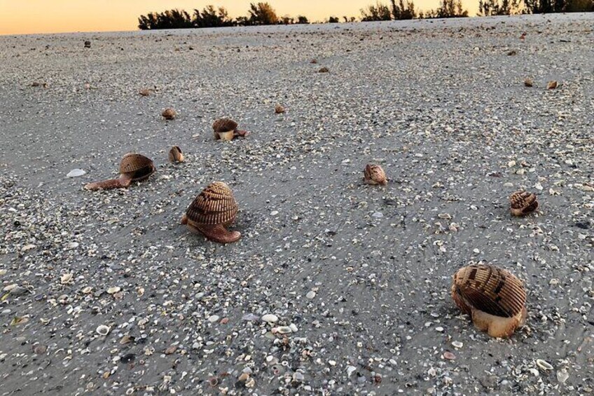 Super Low Tide, Vanhyning's Heart Cockle