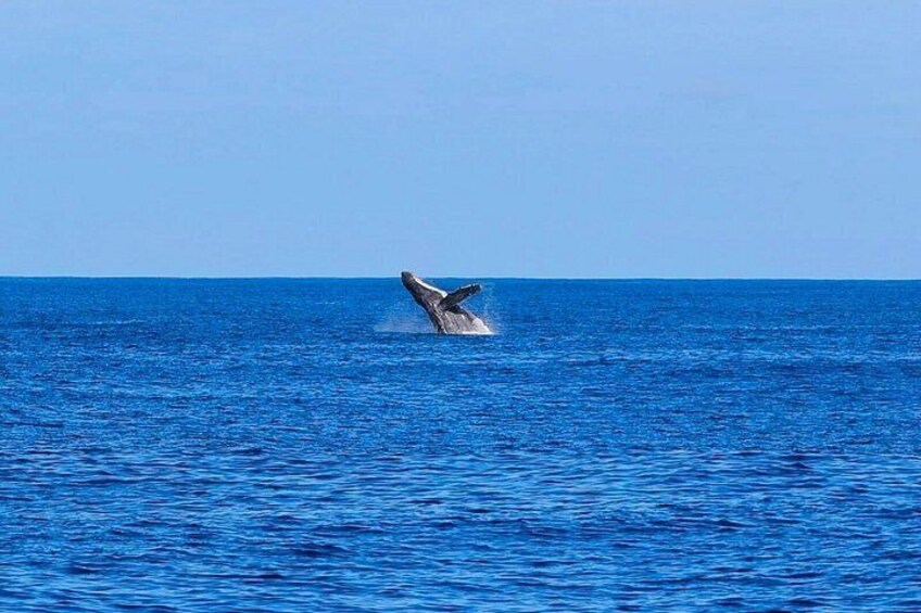 In the winter months (roughly November through May), you may see humpback whales, as well! 2