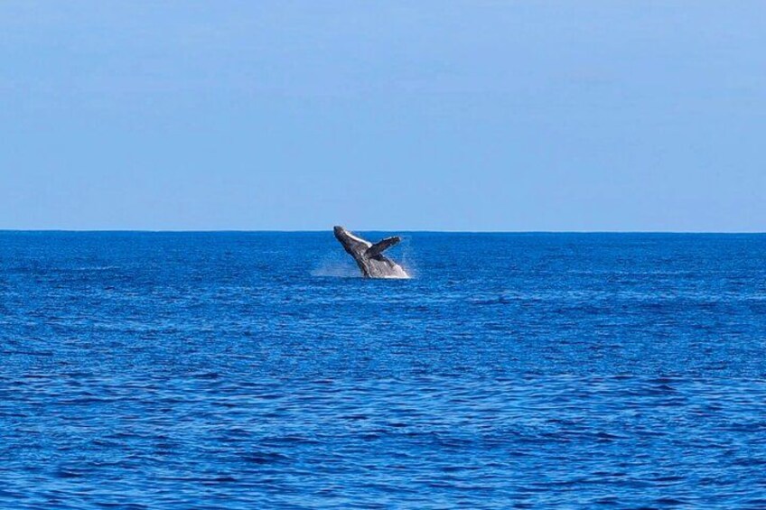 In the winter months (roughly November through May), you may see humpback whales, as well! 3