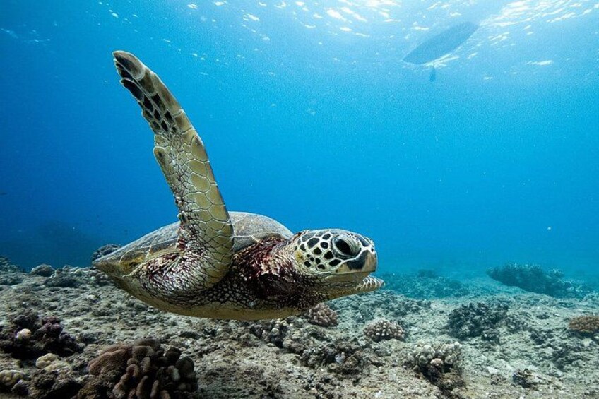Along with dolphins, you're also likely to see Hawaiian green sea turtles. 4