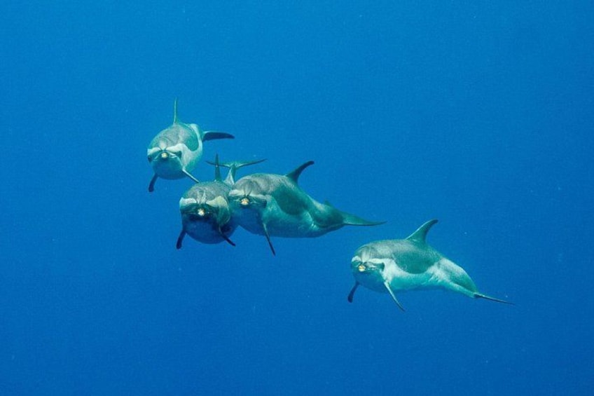 West Oahu is one of the only remaining places in Hawaii where you can snorkel alongside dolphins in the wild. 2