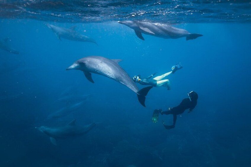 Seeing pelagic dolphins underwater is a bucket list experience you won't soon forget. 2