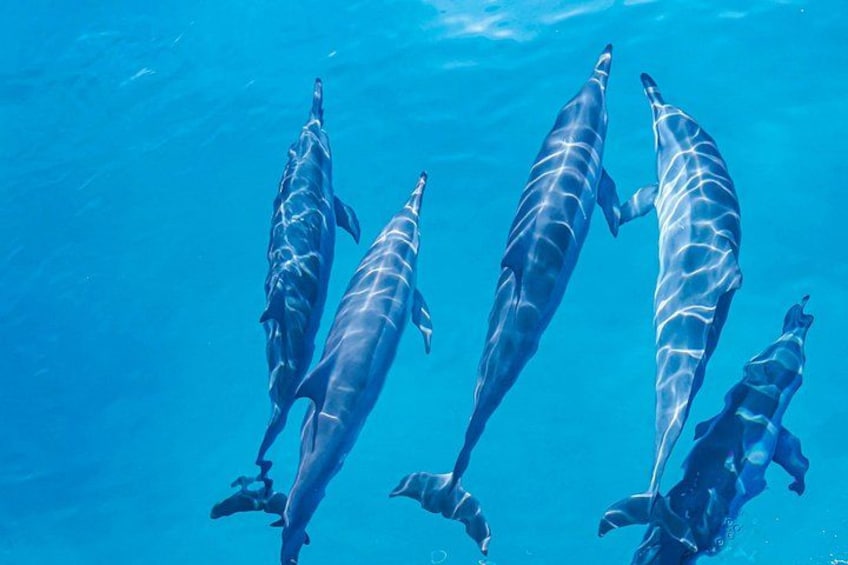 Dolphins often enjoy surfing alongside our boat as we cruise along the coast. 1