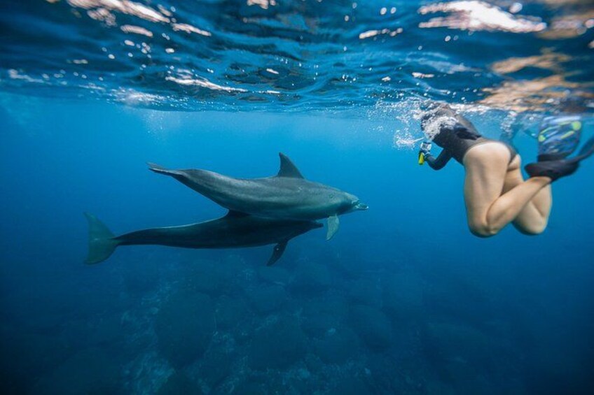 A person scuba diving with a dolphin in clear blue water. 1