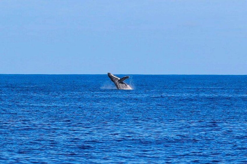 A whale breaching the ocean surface. 3