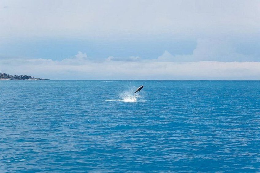 Hawaiian spinner dolphins are famous for their acrobatic spinning jumps! 4