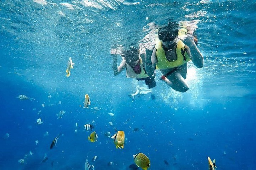 Snorkel above a reef teeming with life. 5