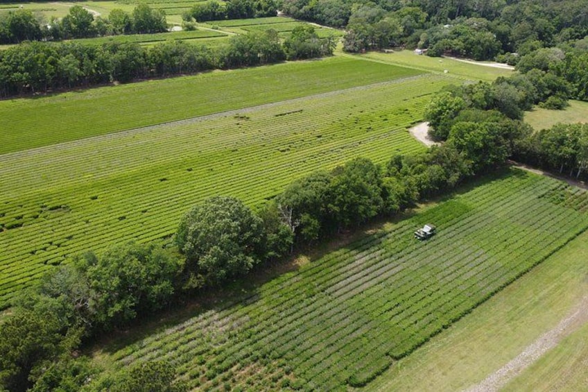 An aerial view of a large agricultural field with rows of crops, surrounded by trees and open land. 3
