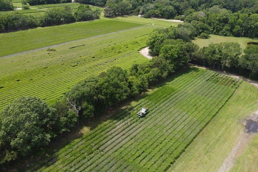 An aerial view of a vineyard with rows of grapevines and a tractor in the field. 4