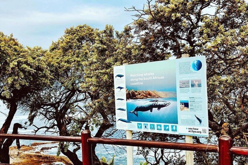 Whale Watching Shared Boat Trip from Cape Town 5