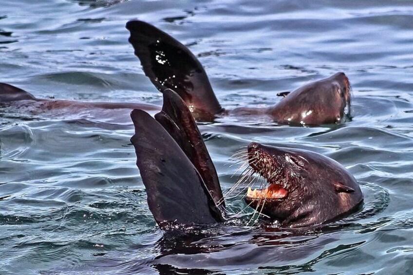 Whale Watching Shared Boat Trip from Cape Town 3