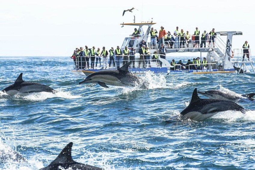 Whale Watching Shared Boat Trip from Cape Town 2
