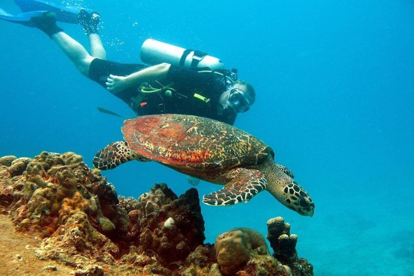 Un plongeur et une tortue de mer sous l’eau. 4
