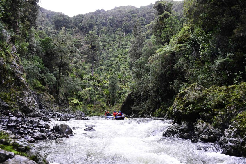 Un río con rápidos rodeado de bosque denso. 3