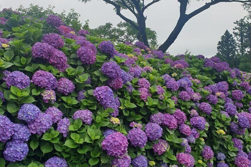Private Tour South and West Jeju Island with Experienced Driver 5