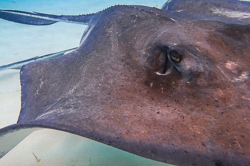 3-Stop Stingray City, Reef Snorkel & Starfish Point Tour 3