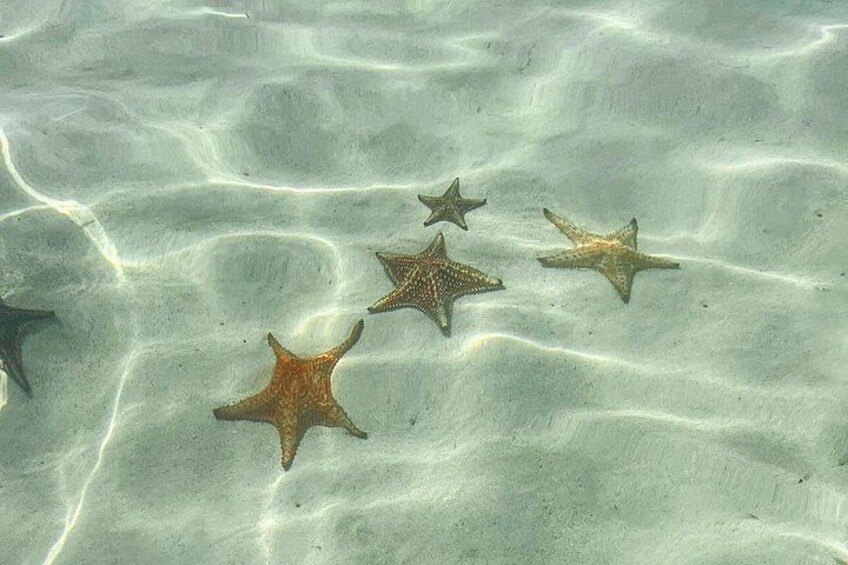 3-Stop Stingray City, Reef Snorkel & Starfish Point Tour 2
