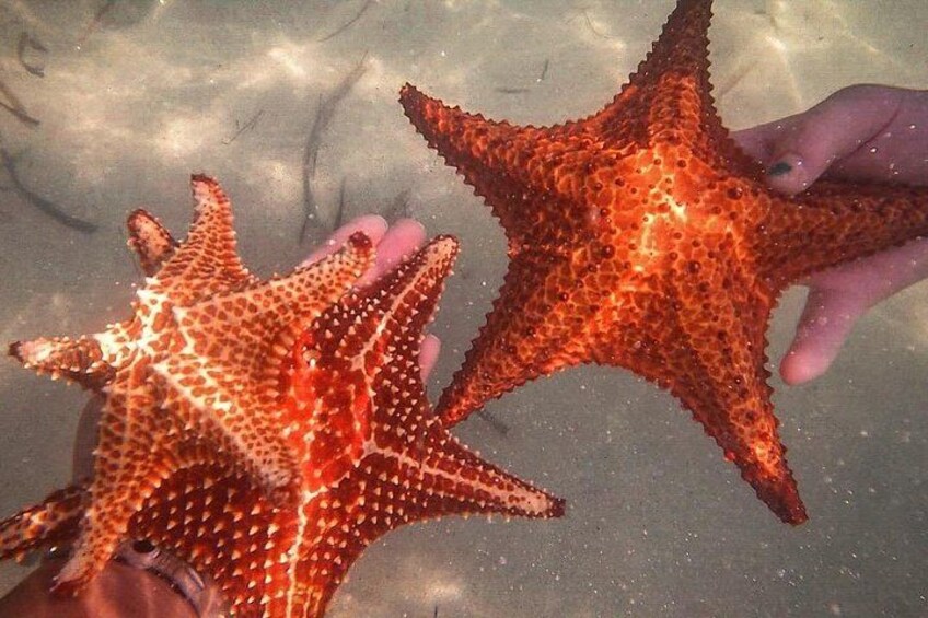 Two starfish being held by a person. 2
