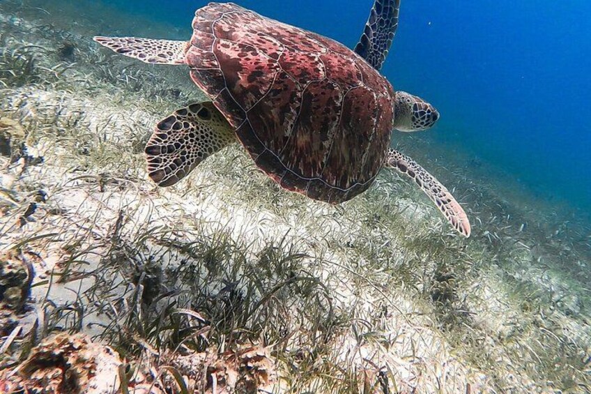 Una tortuga marina nadando cerca del fondo del océano con algas. 4