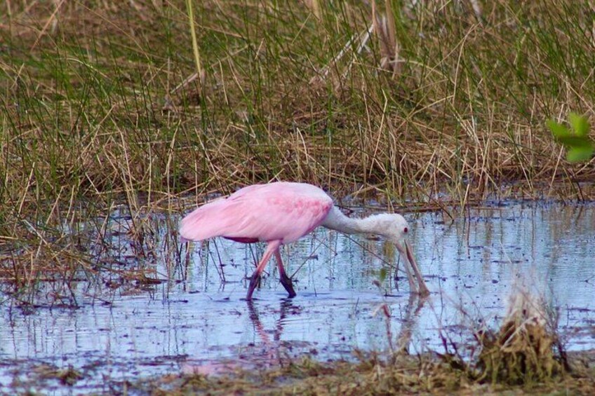 A pink flamingo wading in shallow water with tall grasses in the background. 2