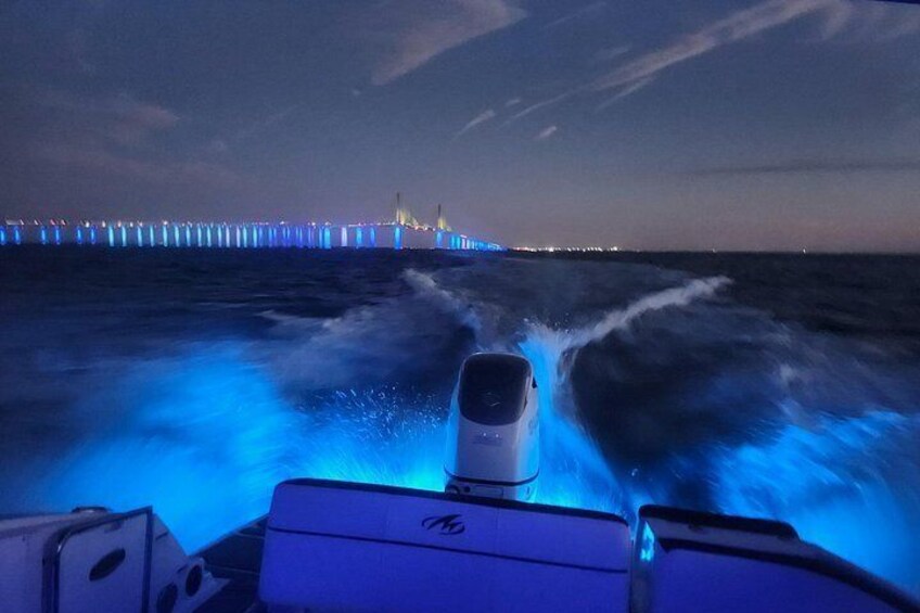 Private boat tours for dolphin watching near treasure island 4
