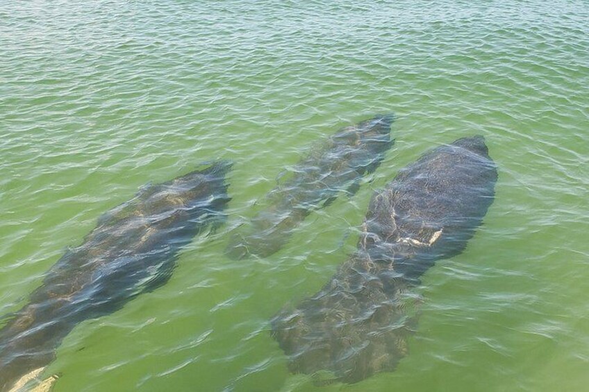 Private boat tours for dolphin watching near treasure island 3