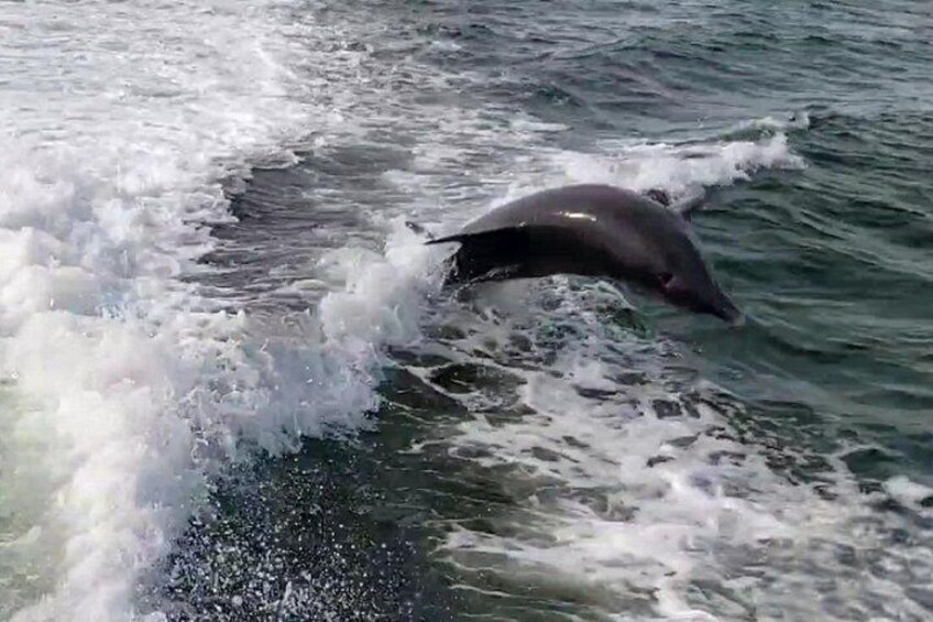 A dolphin leaping out of the water. 1