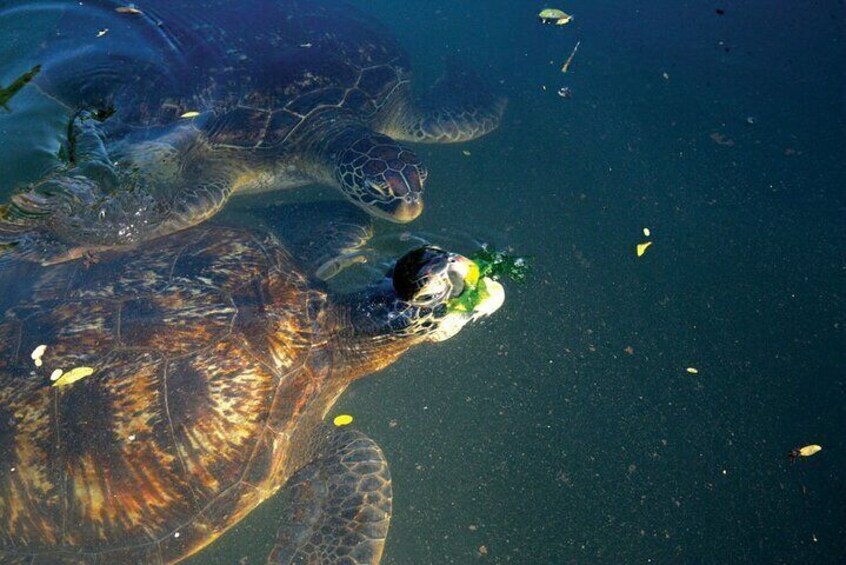 Horse Ride And Swimming With Turtles In Aquarium 