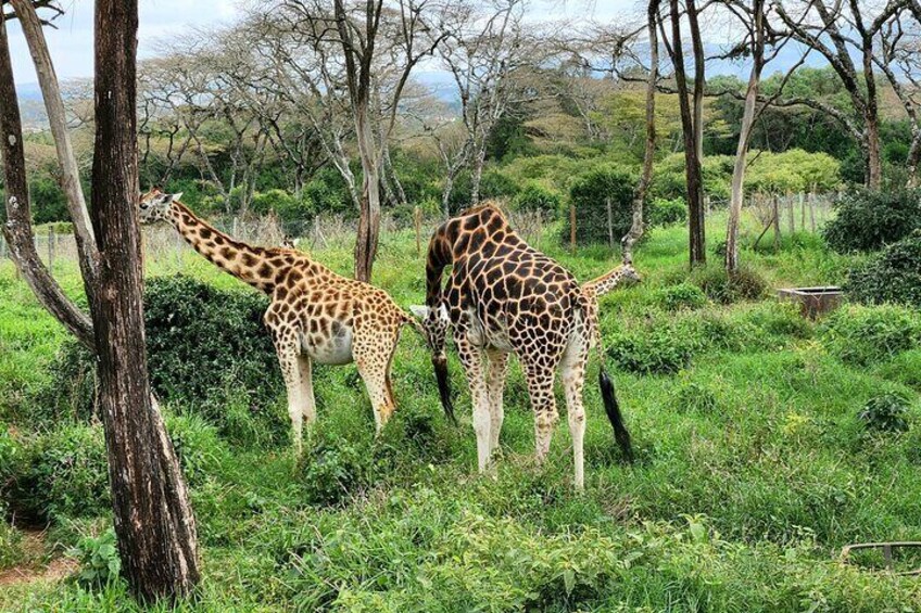 Half-Day Tour to Giraffe Center|Beads Factory|Karen Blixen Museum