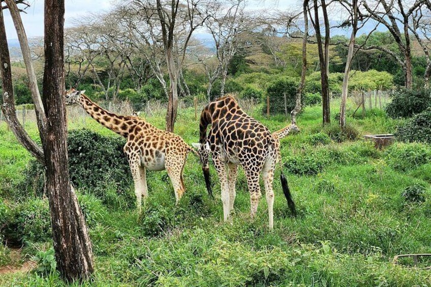 Jirafas en un área cubierta de hierba con árboles. 3