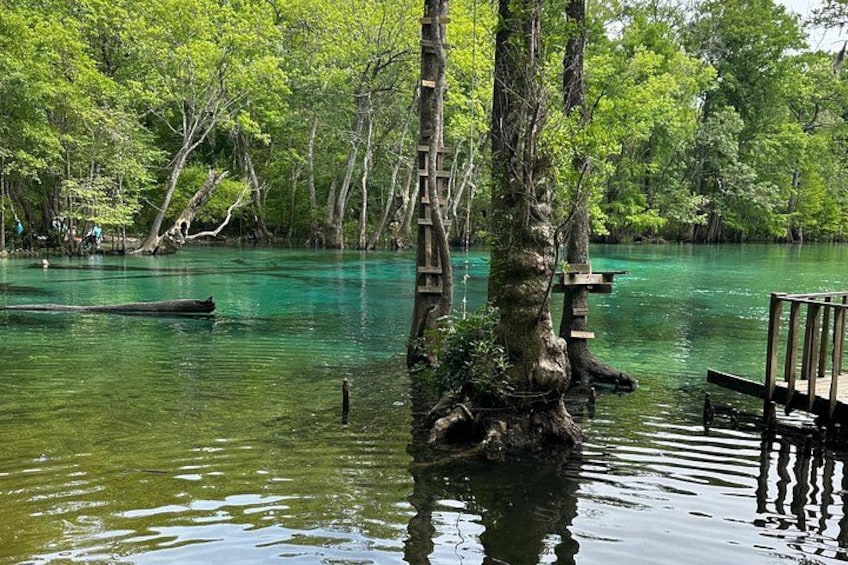 A tree in water with a dock and a boat. 1
