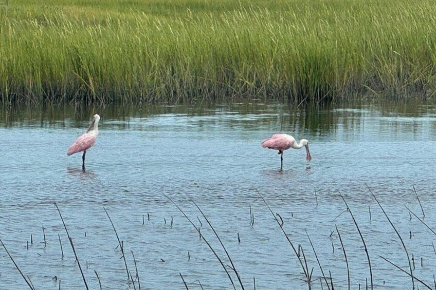 Roseate Spoonbills 5