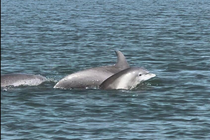 Zwei Delfine schwimmen im Meer. 5