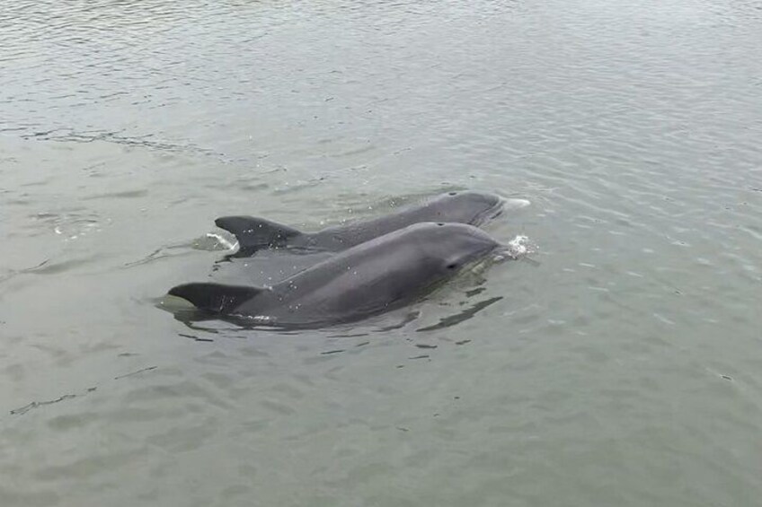 Zwei Delfine schwimmen in ruhigem Wasser. 3