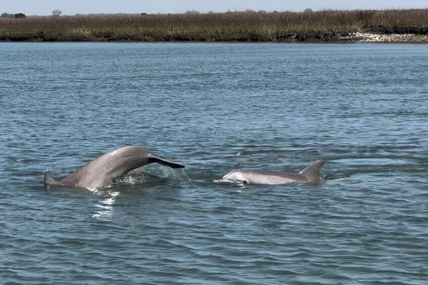 Morris Island Private Excursion 5