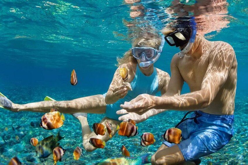 Two people snorkeling underwater with fish and seashells around them. 3
