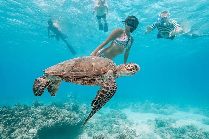 A sea turtle swimming underwater with snorkelers in the background. 2