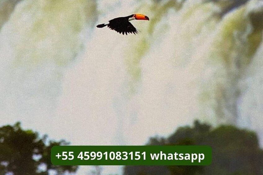 A bird in flight with a blurred waterfall in the background. 4