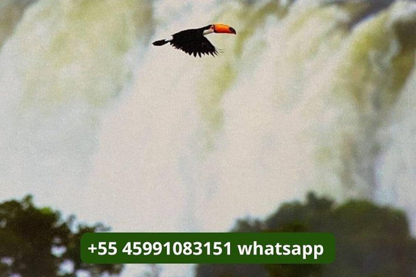 Un pájaro volando con una cascada desenfocada al fondo. 5