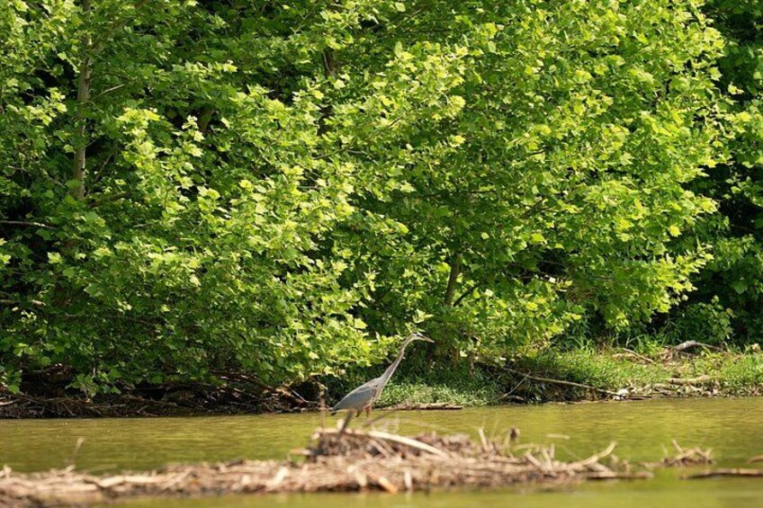 A bird standing by a calm river surrounded by dense green foliage. 5